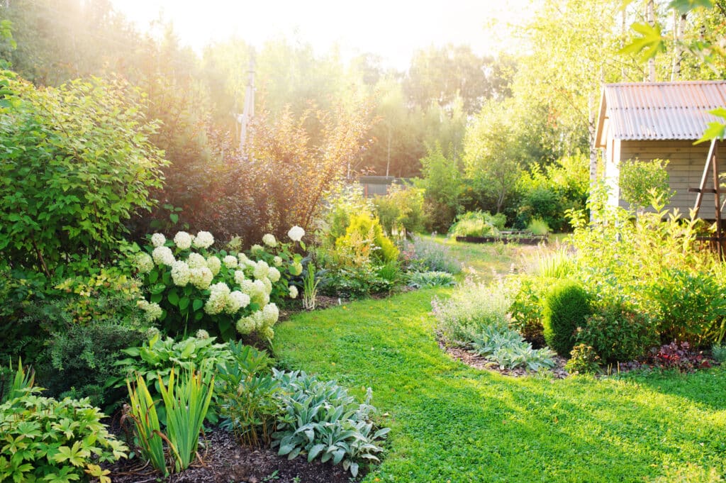 Jardin luxuriant ensoleillé avec hortensias blancs, pelouse verte bordée d'arbustes variés et un petit abri en bois.