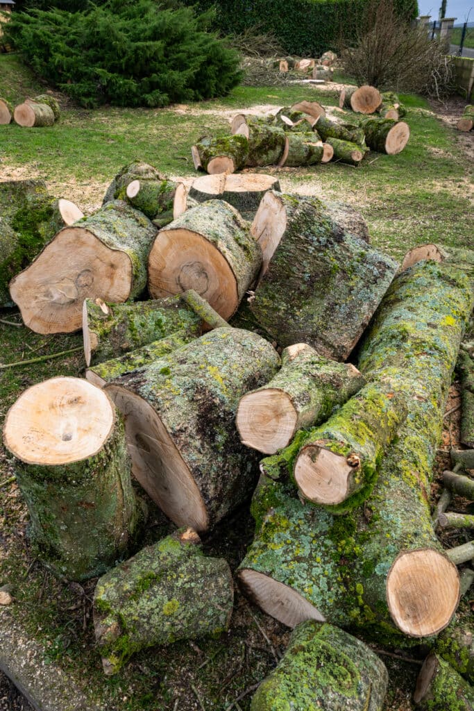 Tas de troncs d'arbres fraîchement coupés recouverts de mousse et de lichen sur un sol herbeux. Sciure visible, signe d'élagage.